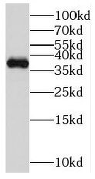 MGME1 Antibody