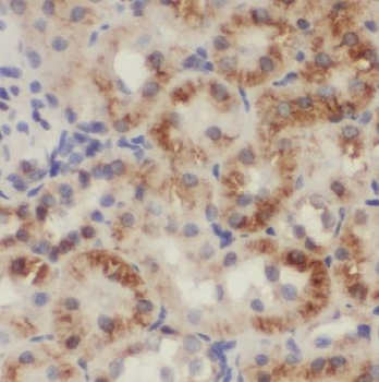MGME1 Antibody