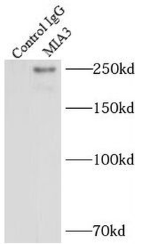 MIA3 Antibody