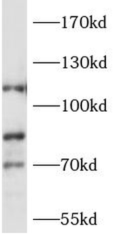 MIB2 Antibody
