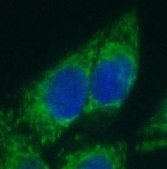 MICAL1 Antibody
