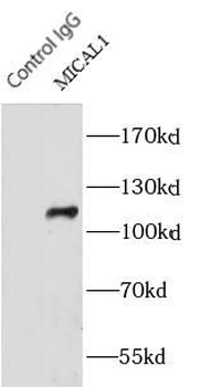 MICAL1 Antibody
