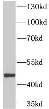 MICB Antibody