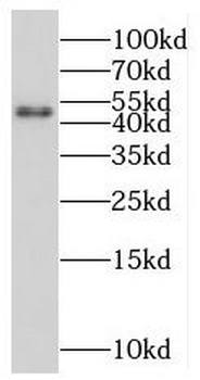 MIDN Rabbit Polyclonal Antibody