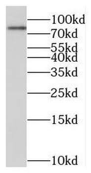 MIER1 Rabbit Polyclonal Antibody