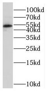 MIER2 Antibody
