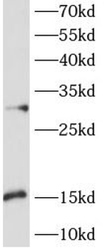 CXCL9 Antibody