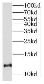CCL19 Antibody