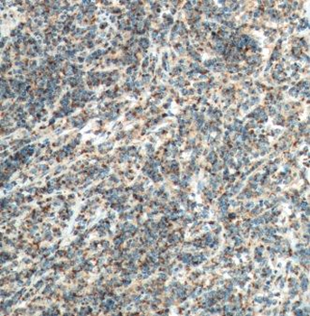 CCL19 Antibody