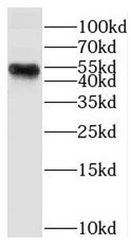 DUSP4 Antibody