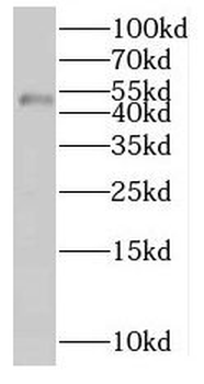 MKRN2 Antibody