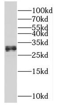 MLF1 Antibody