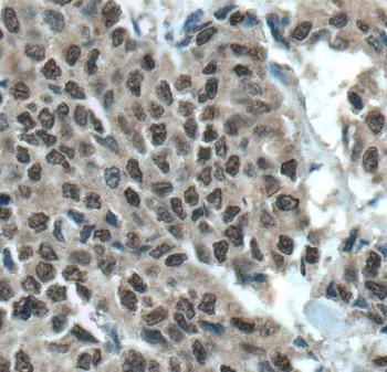 MLF1 Antibody