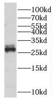MLF2 Antibody