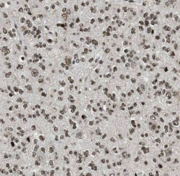 MLF2 Antibody