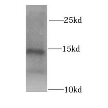 MLN Antibody