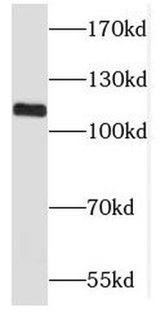 CASC3 Antibody