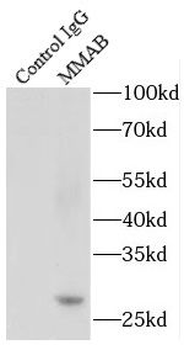 MMAB Antibody