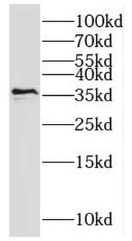 MNAT1 Antibody