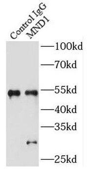 MND1 Antibody