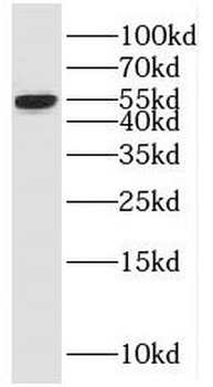 MNDA Antibody