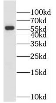 MNS1 Antibody