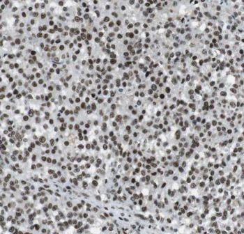 MNS1 Antibody