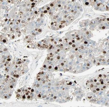 MOB1A Antibody