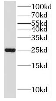 MOB3A Antibody