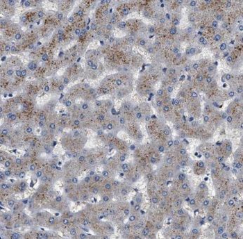 MOCOS Antibody