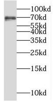 MSN Rabbit Polyclonal Antibody