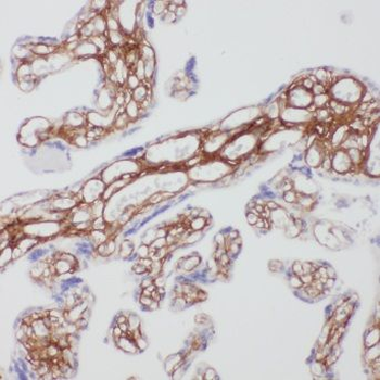 MSN Rabbit Polyclonal Antibody