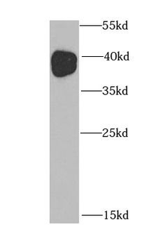 MOK Rabbit Polyclonal Antibody