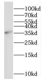MORF4L1 Antibody