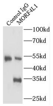 MORF4L1 Antibody