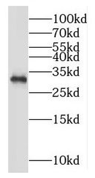 MORF4L2 Antibody