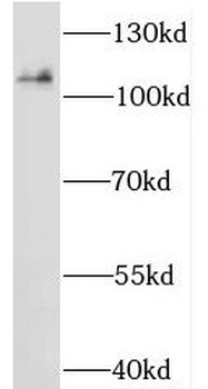 MOV10 Antibody