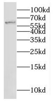 MOXD1 Antibody
