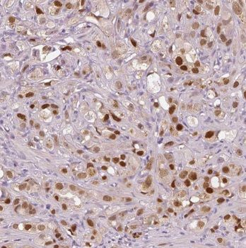 MPG Antibody