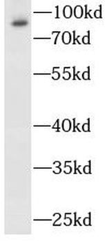 MPO Mouse Monoclonal Antibody