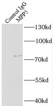 PALS1 Antibody