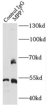 MPP7 Antibody