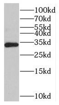 MPPED2 Antibody