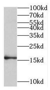 MPZL1 Antibody