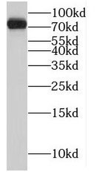 MRE11 Antibody