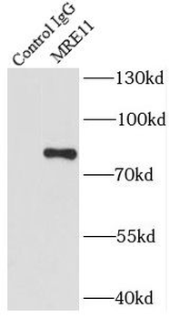 MRE11 Antibody