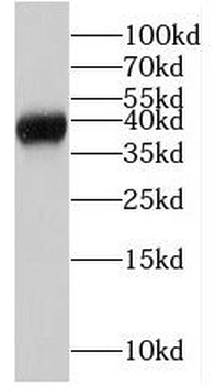 MRM1 Antibody