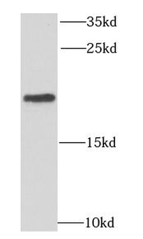 MRPL11 Antibody