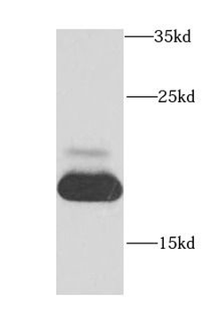 MRPL12 Antibody