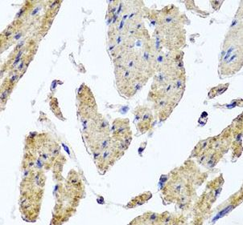 MRPL12 Antibody